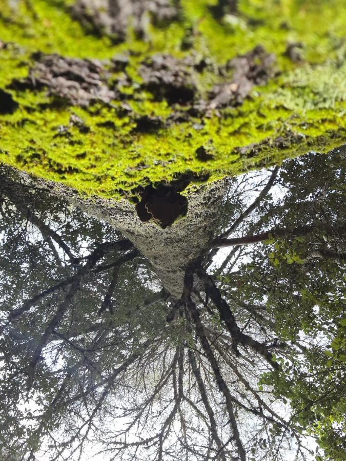 La Pommeraie D'Ifrane Ifrane  Exterior foto